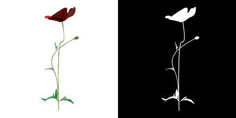 Front view of Plant Flower ( Papaver rhoeas Common Poppy 3.1) Tree png with alpha channel to cutout made with 3D render