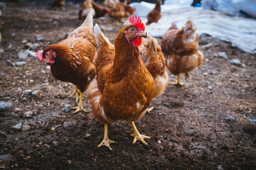 chicken
