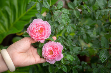 Female hand holding a pink rose in the garden.