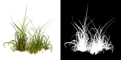 Front view of Plant ( Long Lawn Grass 8 ) Tree png with alpha channel to cutout made with 3D render
