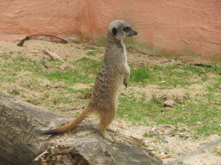Suricate