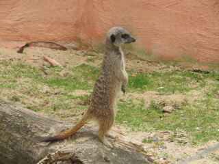 Suricate