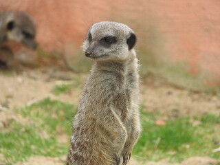 Suricate