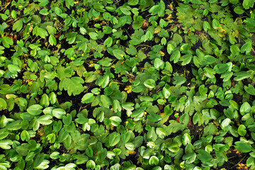 Water lilies in the swamp. Yellow water lily flower with green leaves in floating bog. Waterlilia in wild. Aquatic and invasive plants. Wildflower concept. Ecology and environmental protection.