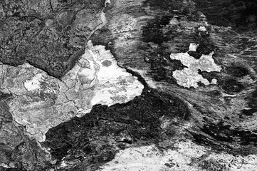 Black and white abstract tree trunk wood texture. Natural background. Impression of a barking dog chasing a monk.