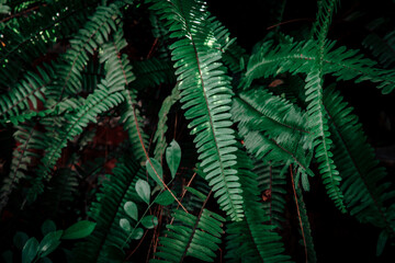 Fototapeta na wymiar plants texture background