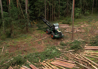 Forest harvester during sawing trees in a forest. Forestry tree harvester in woodland on clearing...