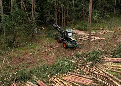 Forest harvester during sawing trees in a forest. Forestry tree harvester in woodland on clearing forests. Clearcutting logging industry. Tree cutting machinery and timber equipment.