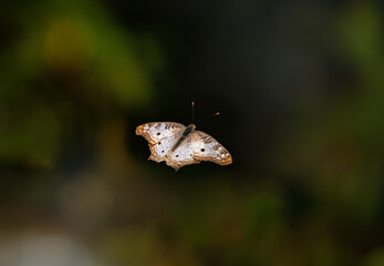 Beautiful butterfly hovering isolated over blurred background. White peacock butterfly (Anartia jatrophae).