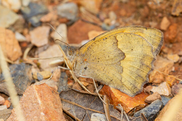
Maniola jurtina, brown butterfly perched with closed wings on the leaf litter.
