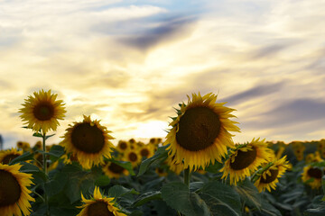 Sunflowers field on sunset. Harvesting Sunflower Seeds in agriculture. Huge yellow flowers on...