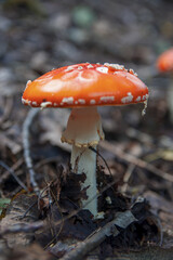 Red bright beautiful inedible mushroom fly agaric sprouted through dry leaves in Latvian autumn forest