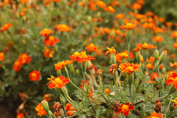 Blooming marigolds (tagetes) in the garden