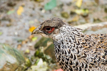 Closeup of a Khalij Pheasant female
