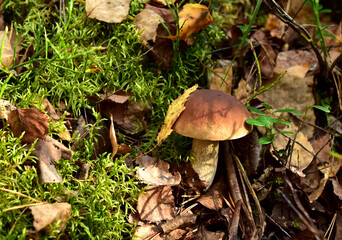 Porcini Cep in forest during mushrooming harvesting season. White Mushroom King Boletus Pinophilus. Fungal Mycelium in moss in a forest. Big bolete mushrooms in wildlife. Fungi plants