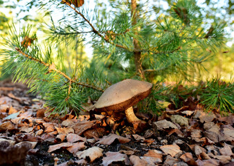 Edible brown cap boletus grows in the ground among fallen birch leaves in the fall season. Awesome fungus aspen mushroom in the forest in of sunbeams. Season for picked gourmet mushrooming