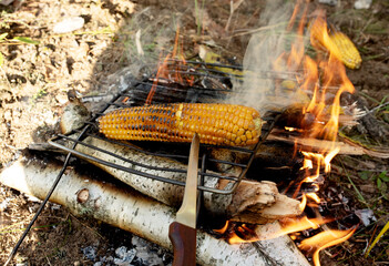 Grilled corn on the fire. Cooking food over a campfire in the forest. Survival in the wild. Fire...