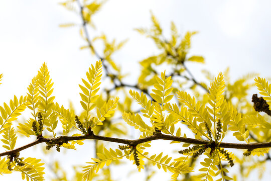 Sunburst Thornless Honeylocust yellow foliage