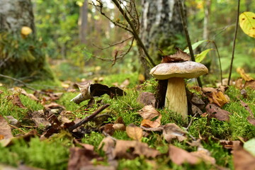 Porcini Cep in forest during mushrooming harvesting season. White Mushroom King Boletus Pinophilus. Fungal Mycelium in moss in a forest. Big bolete mushrooms in wildlife. Fungi plants