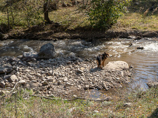 German shepherd dog near a mountain river looking at the camera