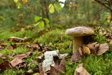 Porcini Cep in forest during mushrooming harvesting season. White Mushroom King Boletus Pinophilus. Fungal Mycelium in moss in a forest. Big bolete mushrooms in wildlife. Fungi plants