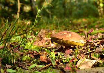 White Mushroom King Boletus Pinophilus in forest. Fungal Mycelium in moss at woodland. Big bolete mushrooms in wildlife. Porcini Cep during mushrooming harvesting season. Fungi plants
