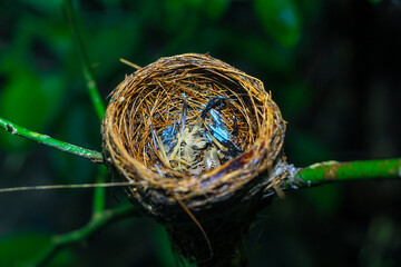 The remains of the baby bird died inside its nest. The concept of saves the bird.