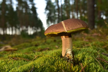 Porcini Cep in forest during mushrooming harvesting season. White Mushroom King Boletus Pinophilus. Fungal Mycelium in moss in a forest. Big bolete mushrooms in wildlife. Fungi plants