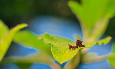A closeup shot of a creepy red caterpillar on a green leaves. A red caterpillar perched on a leaf.