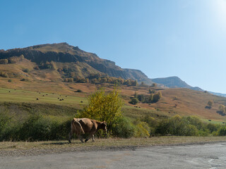 A cow on the road in the Caucasus mountain. Behind a field with sheaves of harvested hay