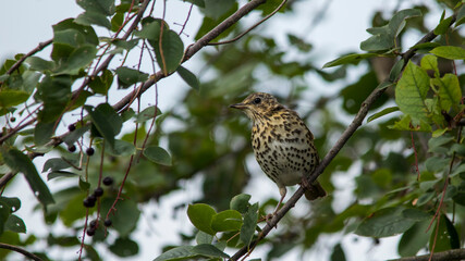 Young spotted thrush. sitting on the branches of a bird cherry surrounded by ripe cherry berries. Close-up.