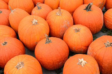 Close up of ripe pumpkins on sale in a farm market. Halloween and thanksgiving background.