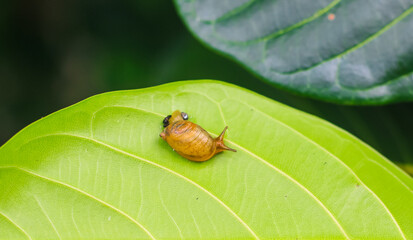 Rare photography, Garden snail (Helix asperse) with its egg on a green leaf. Save Earth concept. Snail on a green leaf, green nature background. Wild nature, environment concept.