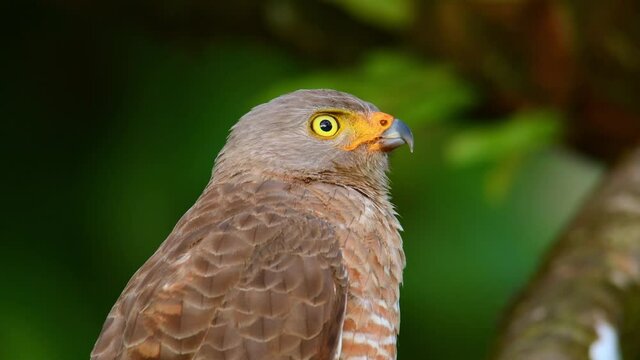 Roadside Hawk - Rupornis magnirostris relatively small bird of prey found in the Americas, marginally the smallest hawk in the genus Buteo, although Ridgway's hawk and the white-rumped hawk.