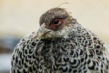 Closeup of a Khalij Pheasant female