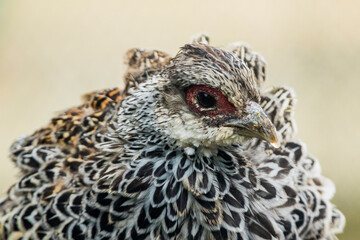 Closeup of a Khalij Pheasant female