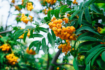 Mountain ash berries hanging on a branch, mountain ash berries on a branch in the open space of nature