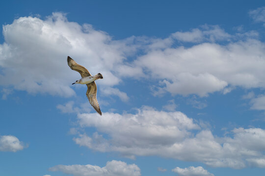 A river gull flies in the sky with clouds on a sunny day