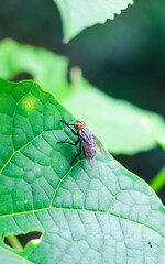 The fly with a water bubble on a green leaf, macro photography. Single fly on a green leaf blowing a bubble.