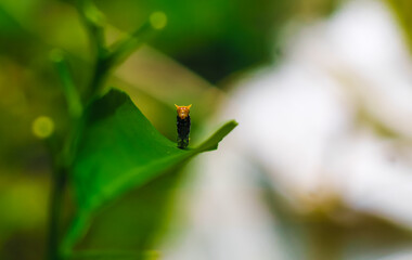 Rare photography, Caterpillar hood up to look like a snake. Macro photo of a caterpillar with black and yellow striped body. Small caterpillar devouring a green leaf on a sunny day.