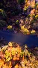 autumn in the forest