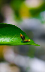 Rare photography, Caterpillar hood up to look like a snake. Macro photo of a caterpillar with black and yellow striped body. Small caterpillar devouring a green leaf on a sunny day.