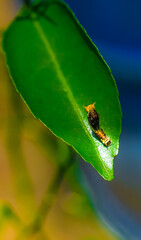 Rare photography, Caterpillar hood up to look like a snake. Macro photo of a caterpillar with black and yellow striped body. Small caterpillar devouring a green leaf on a sunny day.