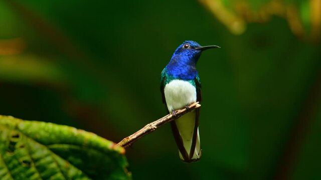 White-necked jacobin - Florisuga mellivora also great jacobin or collared hummingbird, Mexico, south to Peru, Bolivia and south Brazil, Tobago (flabellifera), Trinidad (mellivora), on the red bloom.