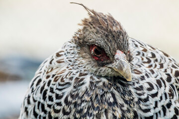 Closeup of a Khalij Pheasant female