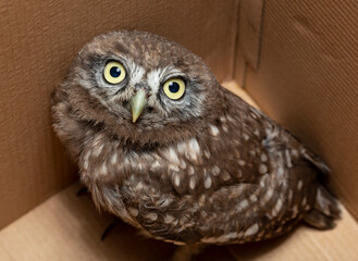 Little owl (Athene noctua), also known as the owl of Athena or owl of Minerva.