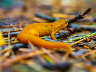 orange salamander in the park in autumn