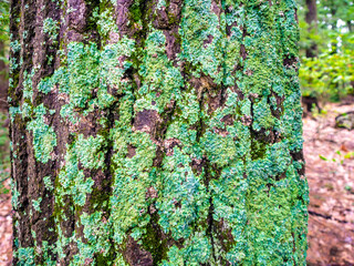 tree trunk covered with green lichen and moss in the fall