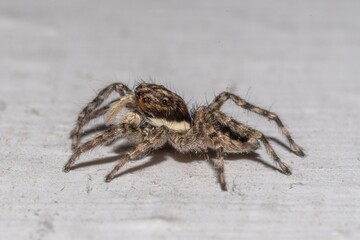 Close-up of a jumping spider on a house wall