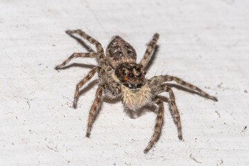 Close-up of a jumping spider on a house wall